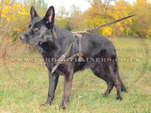 Weight Pulling Harness for German Shepherd