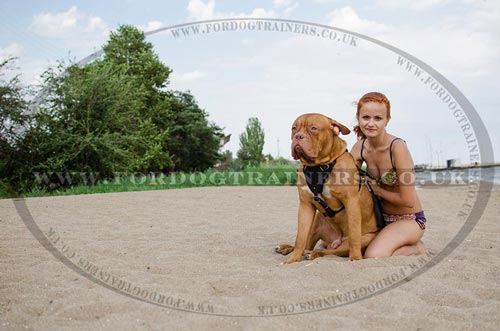 Dogue De Bordeaux Harness UK Bestseller