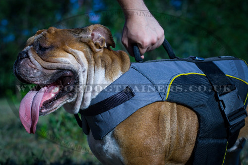 English Bulldog Jacket