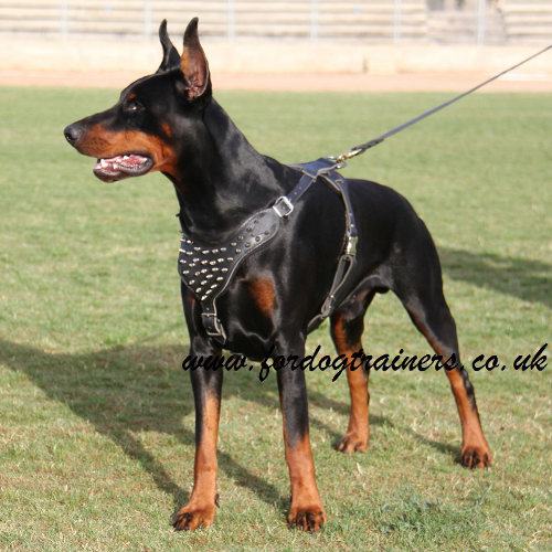 Doberman harness