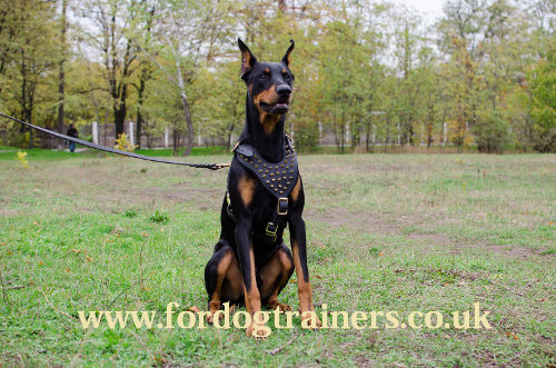 Designer Leather Dog Harness UK