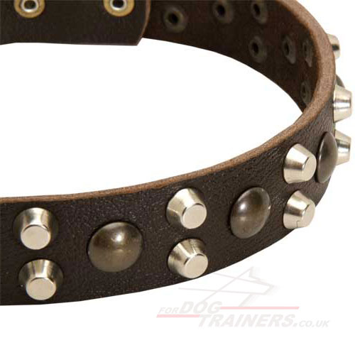 Labrador Walking Dog Collar