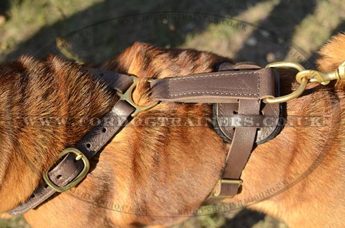 Leather Dog Harness UK