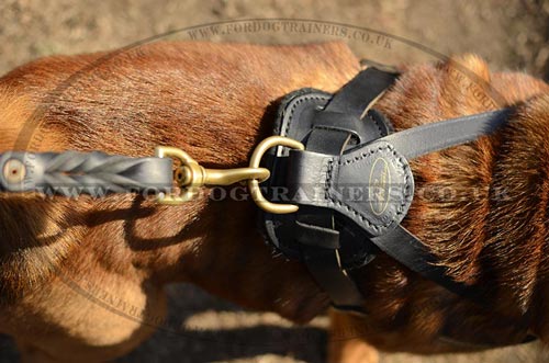 Shar Pei Harness UK