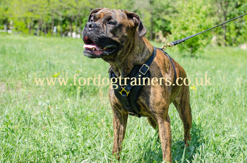 Boxer harness UK