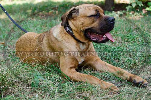 handmade dog collar