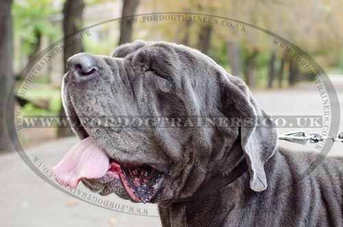 Neapolitan Mastiff Walking Leather Dog Collar
