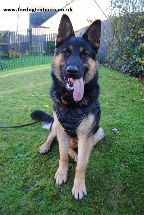 Black Nylon Dog Harness