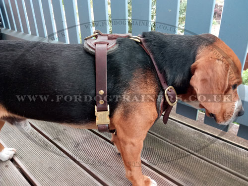 leather dog harness for Beagle