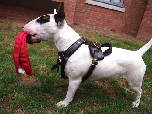 Bullterrier Harness UK