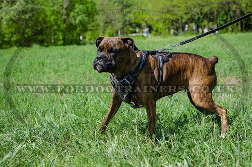 Boxer Dog Harness UK