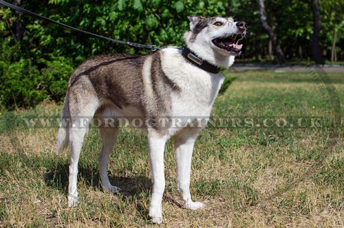 Husky Collar with ID Plate