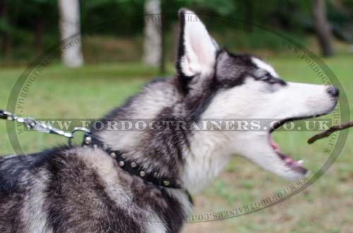 Husky collar