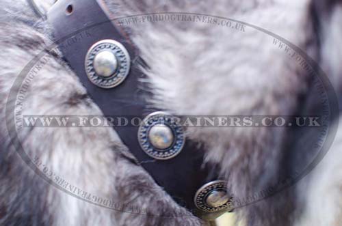 husky dog collar