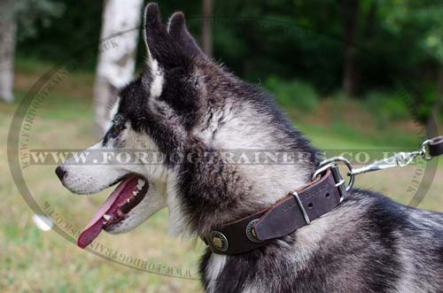 husky dog collar