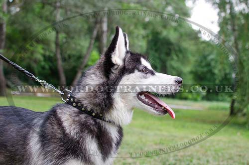 Husky collar