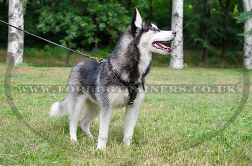 Husky dog harness