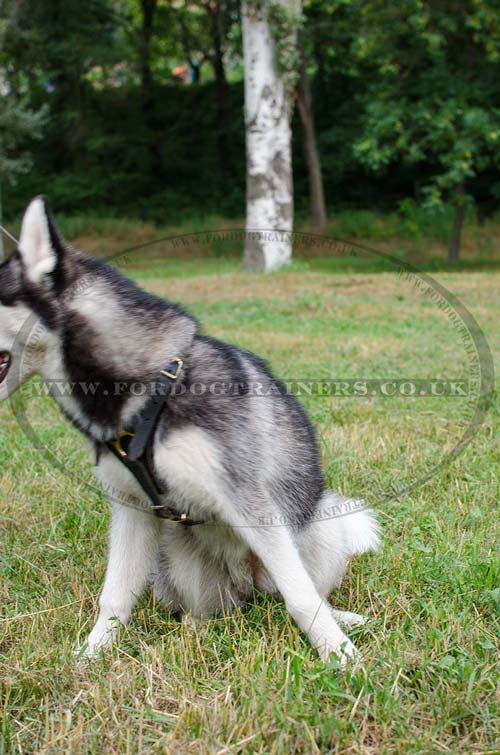 husky dog harness