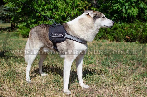 high vis dog harness