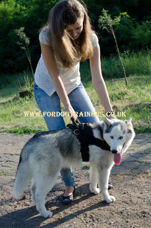 Husky harness