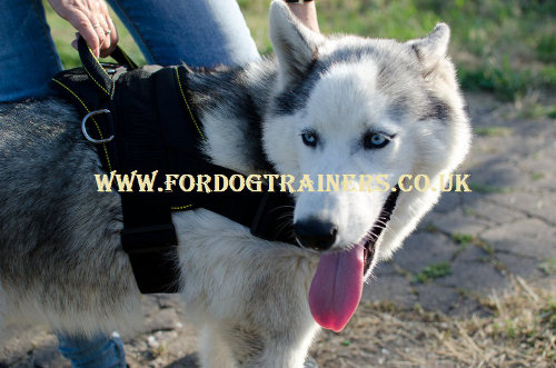 Husky harness