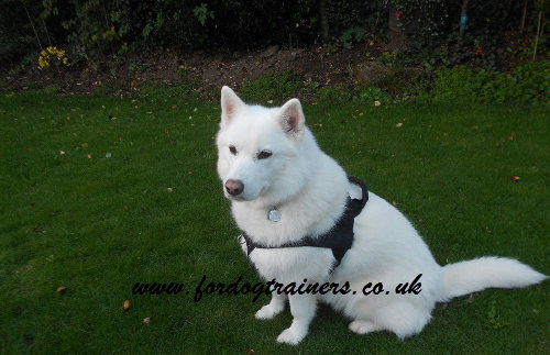 Husky Dog Harness