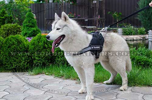 Husky harness