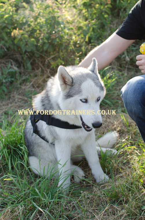 Husky sled harness