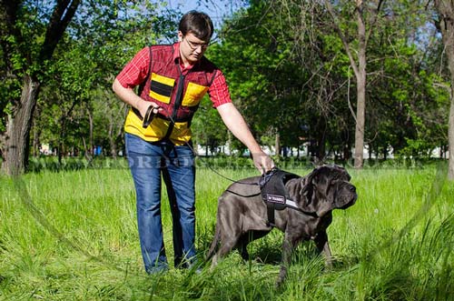 Italian Mastiff dog harness