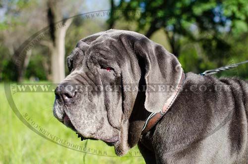 italian bull mastiff dog collar