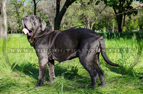 large dog leather harness