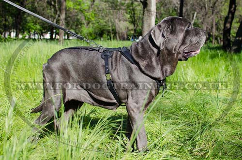 italian mastiff training harness