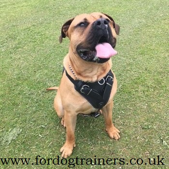 presa canario harness uk