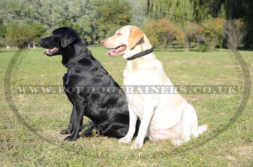 Braided Leather Dog Collar for Labrador