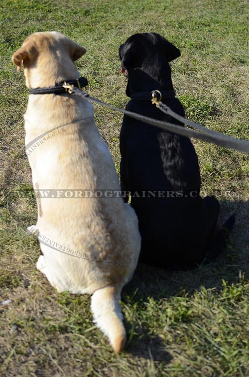 Choke Dog Collar for Labrador Training