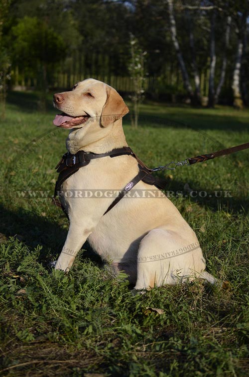 Labrador harness UK