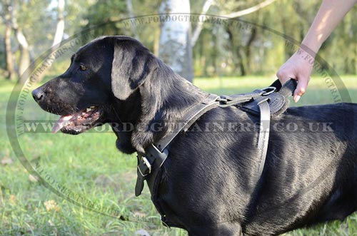 Labrador harness UK