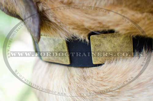 Large Dog Collar