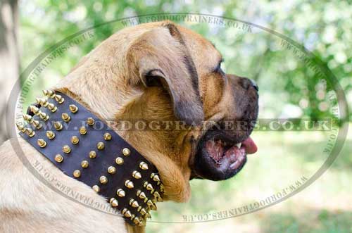 large dog collars