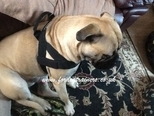 bullmastiff harness