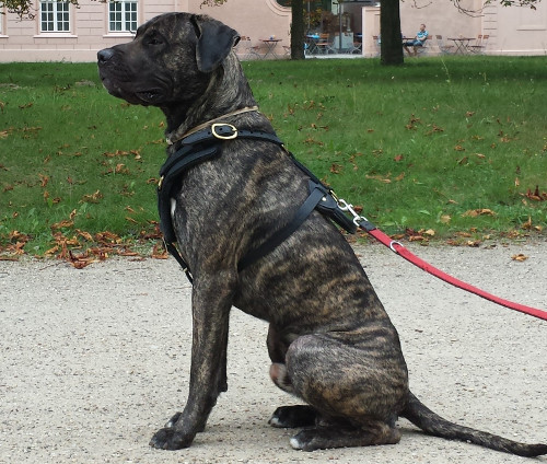 leather dog harness