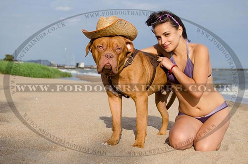 Dog De Bordeaux Harness Luxury Design