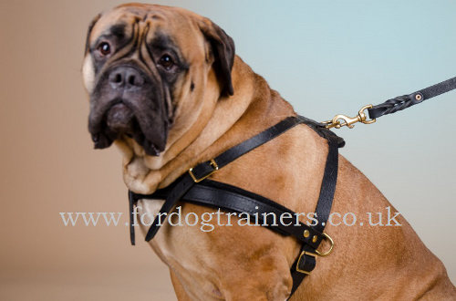 Pulling dog harness for Bullmastiff