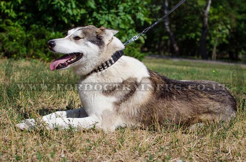 leather collars for dogs