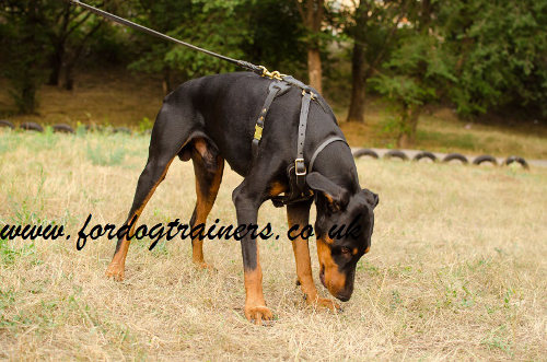 Doberman Harness UK