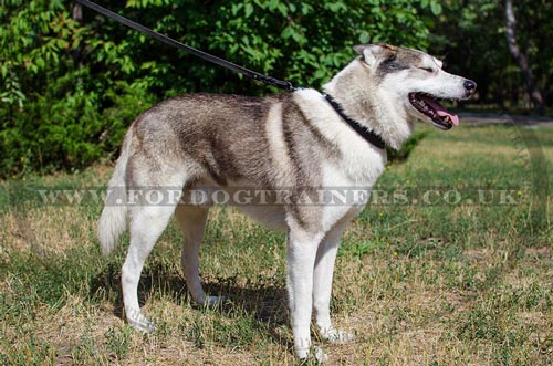 Leather dog collar for West Siberian Laika