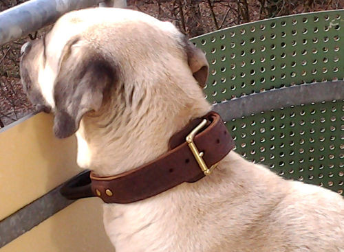 large dog collar