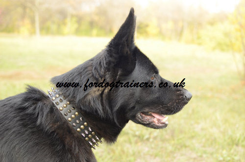 German Shepherd Spiked Collar