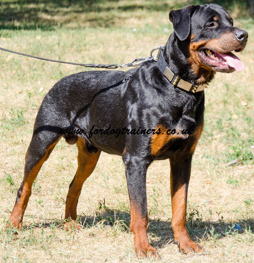 leather dog collar for Rottweiler