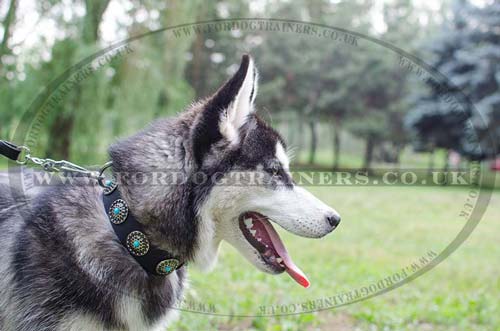 Leather Dog Collar for Husky